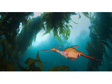 WeedySeaDragon_ROW165190346.jpg