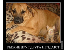 1294819506_dmeotivatory_38.jpg