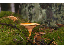 DSC_0926-3