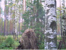 PICT0063.JPG