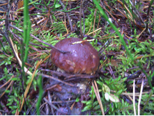 PICT0071.JPG