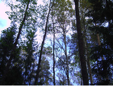 PICT0077.JPG