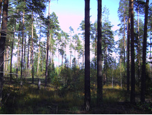 PICT0087.JPG