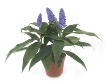 ������������ Blue Bamboo.jpg