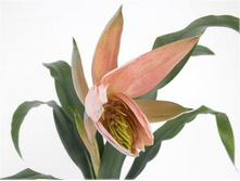 �������� Billbergia Decora.jpg
