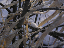 �ӣ ��ף�...
