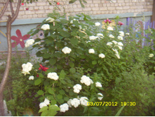 ST837755.JPG