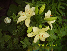 ST837758.JPG