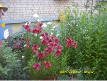 ST837771.JPG