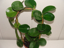 Hoya australis �����