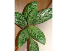 �glaonema green light