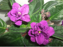 DSCF6238.JPG