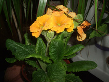 DSCF6001.JPG