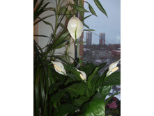 DSCF6128.JPG