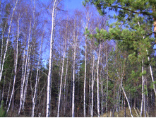 PICT0004.JPG