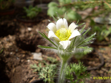 SDC17594.JPG