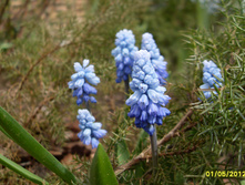 ������� \"Azureum\"