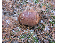 IMG_0260.JPG