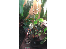 IMAG0907.jpg