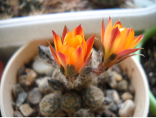 Rebutia pygmaea 