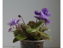 DSC05465.JPG