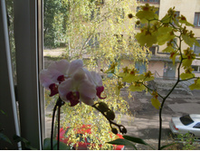 SDC10403.JPG