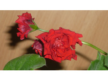 Pac Red Sybil,