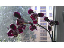 IMAG0543.jpg