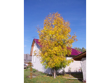 DSCN0198.JPG