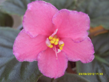 SDC12490.JPG