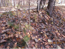 DSCN0229.JPG