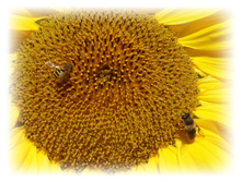 P1000100.JPG