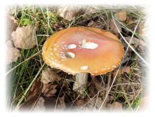 P1000218.JPG