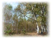P1000225.JPG