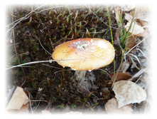 P1000229.JPG