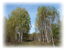 P1000241.JPG