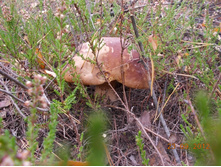 DSCN0270.JPG