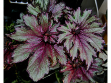 Raspberry Swirl