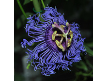 Passiflora Blue Velvet