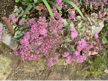 SDC18231.JPG