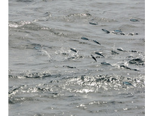 DSC_5976_801.JPG