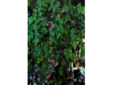 Dibley,s Pink Shower 