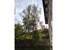 DSC00385.JPG