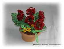 DSCN9537-2.jpg