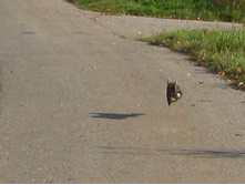 2012-09-23_09-35-40-kote.jpg