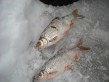 DSCN1144.jpg