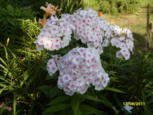 SDC17189.JPG