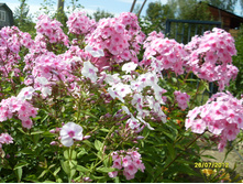 SDC17983.JPG