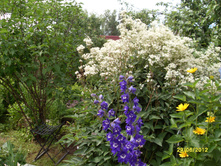 SDC17772.JPG