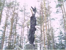 PICT0098.JPG